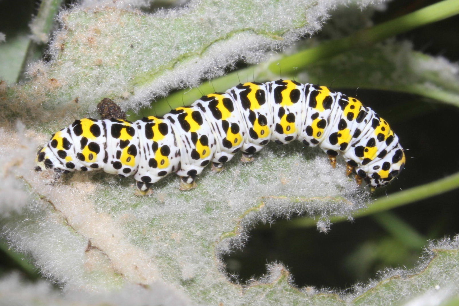 Cucullia (Shargacucullia) verbasci